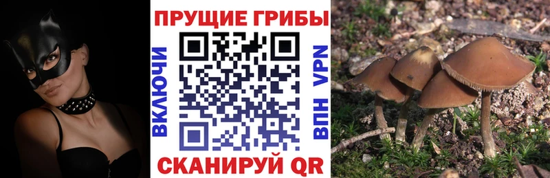 darknet состав  Куса  Галлюциногенные грибы Magic Shrooms 